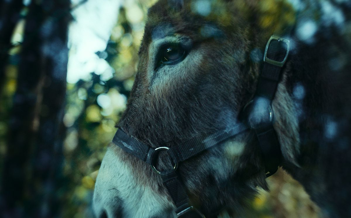 EO, a plaintive donkey wandering across Europe in search of his trainer, is seen in extreme close-up in a photo by EO